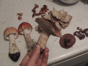 An assortment of edible and toxic mushrooms