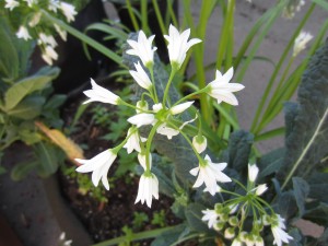 wild onion lily flowers for blog