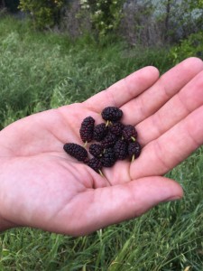 mulberries from trail